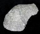 Large Pyrite Replaced Brachiopod - Silica Shale #21086-1